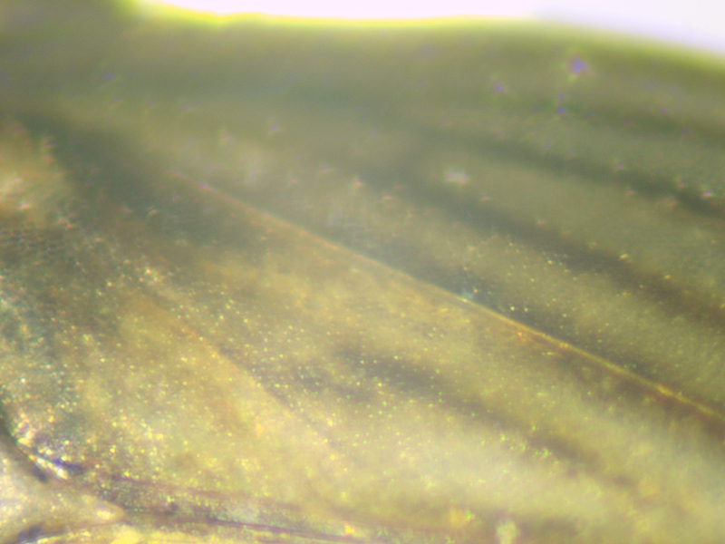 Anaceratagallia ribauti